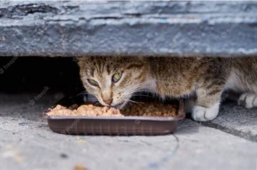 מזון יבש לחתולי רחוב