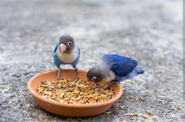 מזון לציפורים