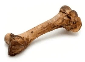 עצמות לכלבים