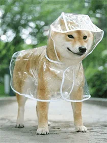 מעיל גשם שקוף לכלב עם קפוצ'ון