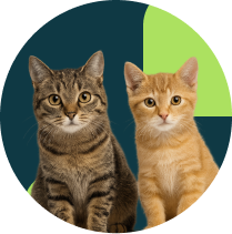 Frame 1321316550 (3)