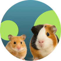 Frame 1321316550 (6)